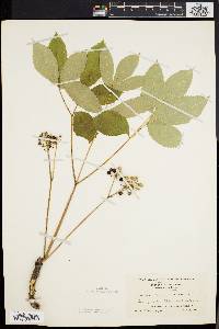 Aralia nudicaulis image