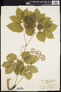 Aralia nudicaulis image