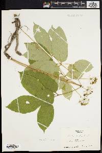 Aralia nudicaulis image