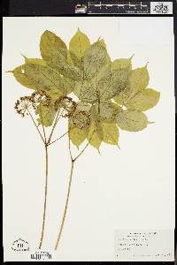 Aralia nudicaulis image