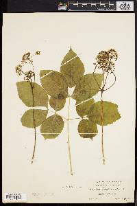 Aralia nudicaulis image