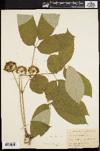 Aralia nudicaulis image