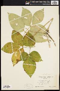 Aralia nudicaulis image