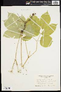 Aralia nudicaulis image