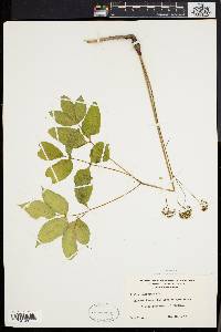 Aralia nudicaulis image