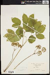 Aralia nudicaulis image