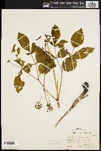 Aralia nudicaulis image