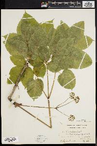 Aralia nudicaulis image