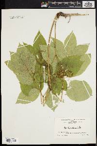 Aralia nudicaulis image