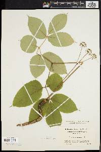 Aralia nudicaulis image