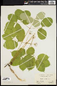 Aralia nudicaulis image