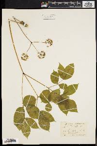 Aralia nudicaulis image