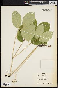 Aralia nudicaulis image