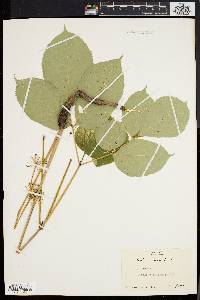 Aralia nudicaulis image