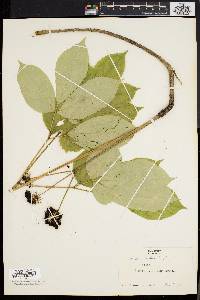 Aralia nudicaulis image