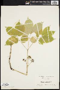 Aralia nudicaulis image