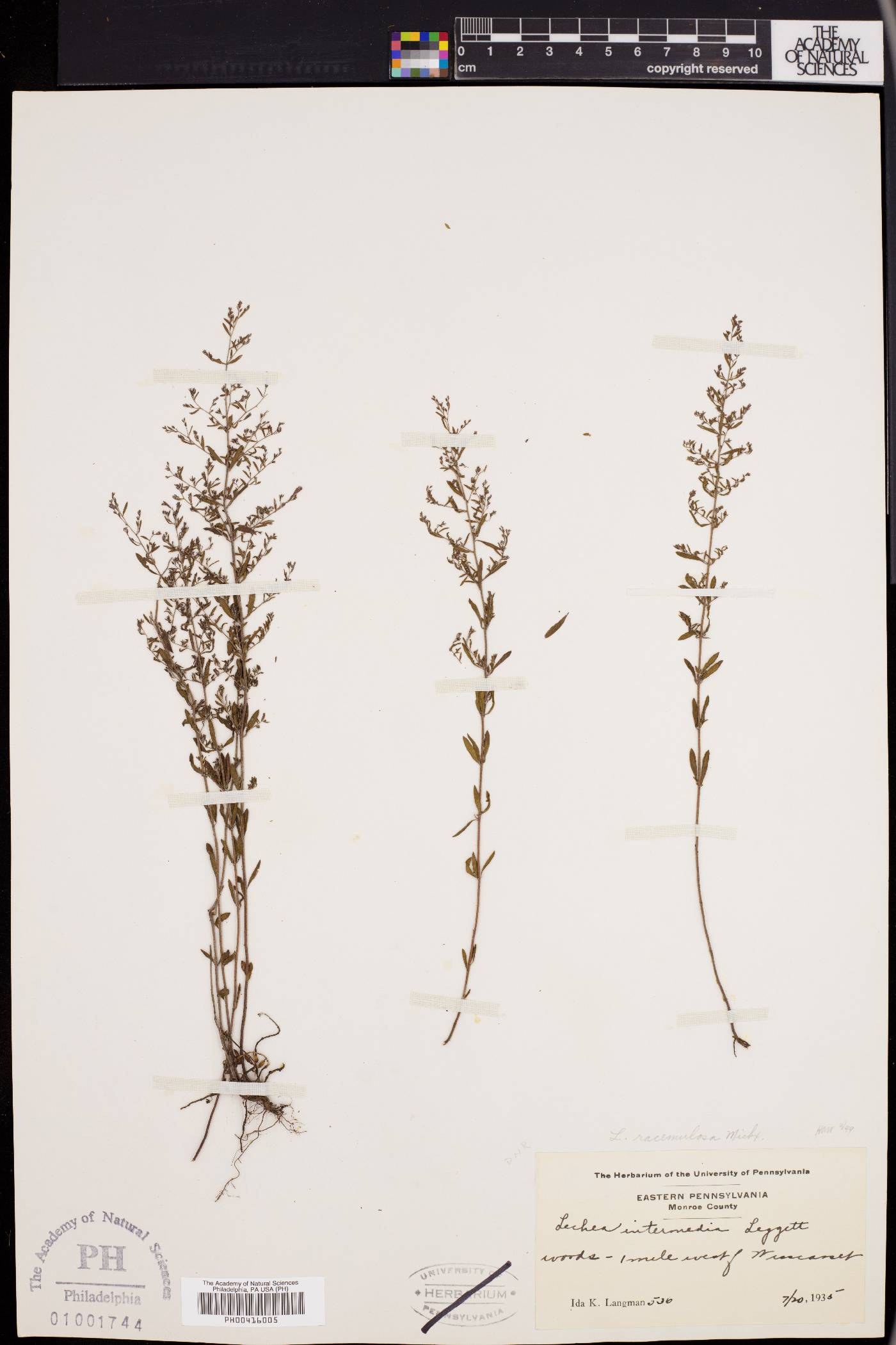 Lechea racemulosa image