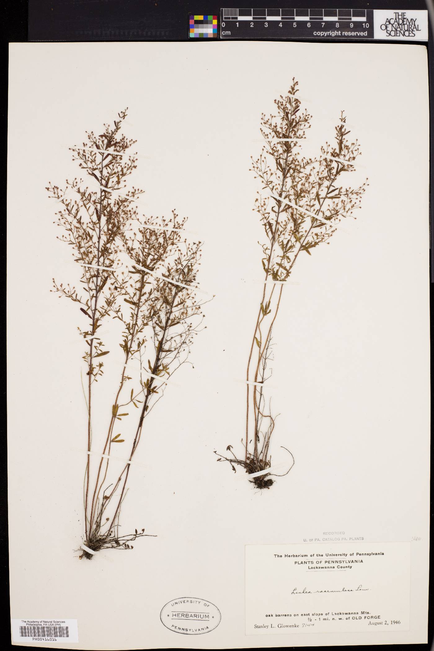 Lechea racemulosa image