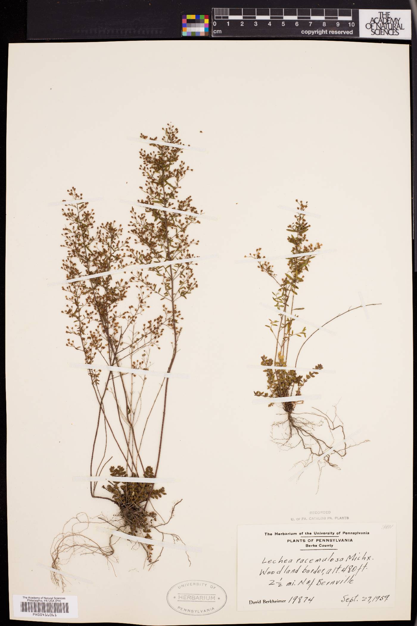 Lechea racemulosa image