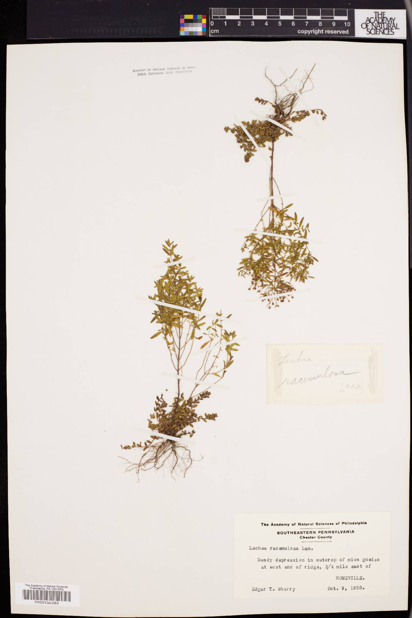 Lechea racemulosa image