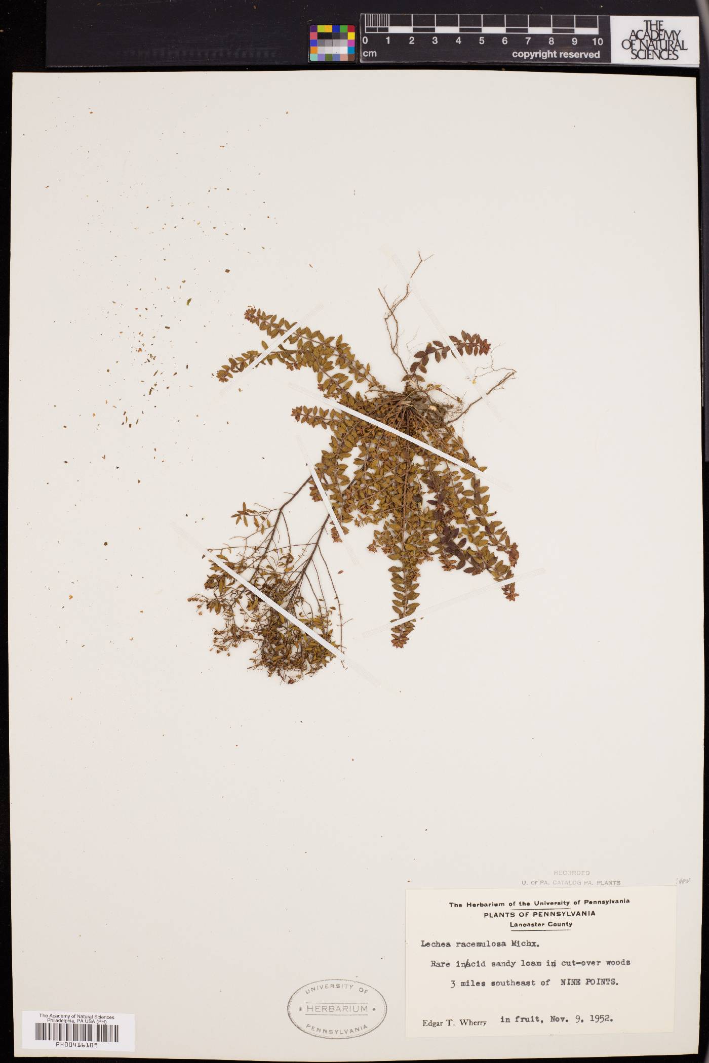 Lechea racemulosa image