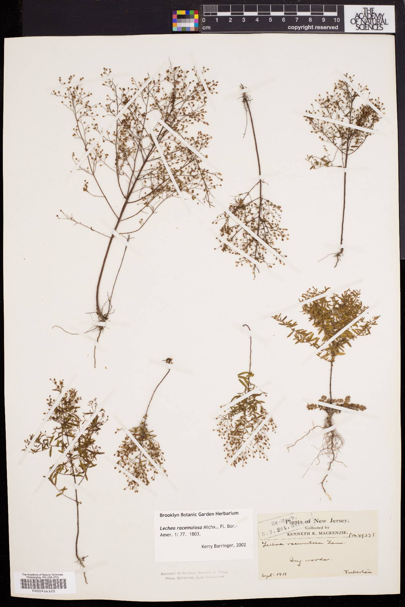 Lechea racemulosa image