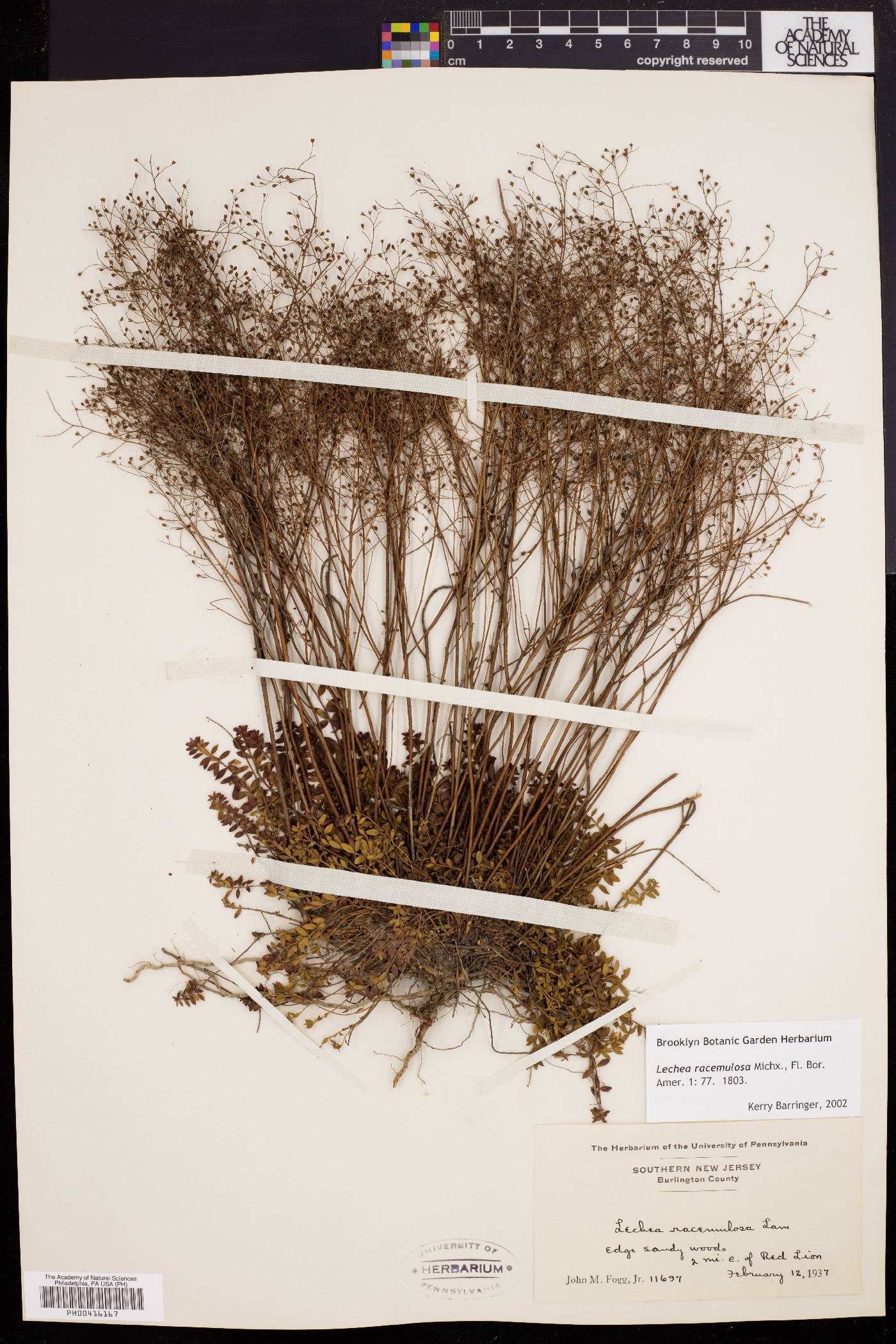 Lechea racemulosa image