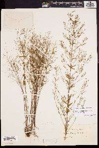 Lechea racemulosa image