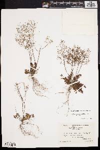 Lechea racemulosa image