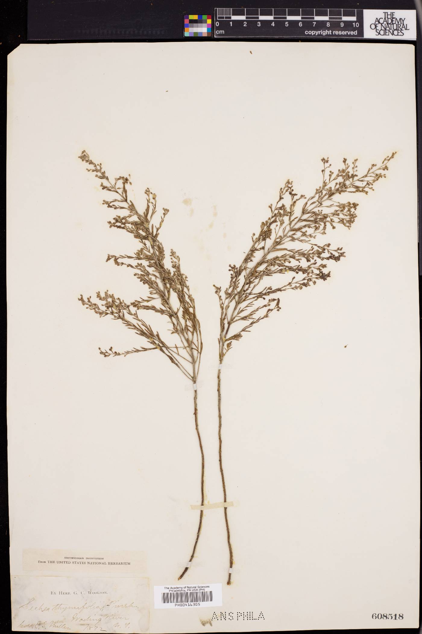 Lechea thymifolia image