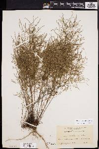 Lechea tenuifolia image