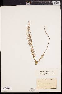 Lechea pulchella var. pulchella image