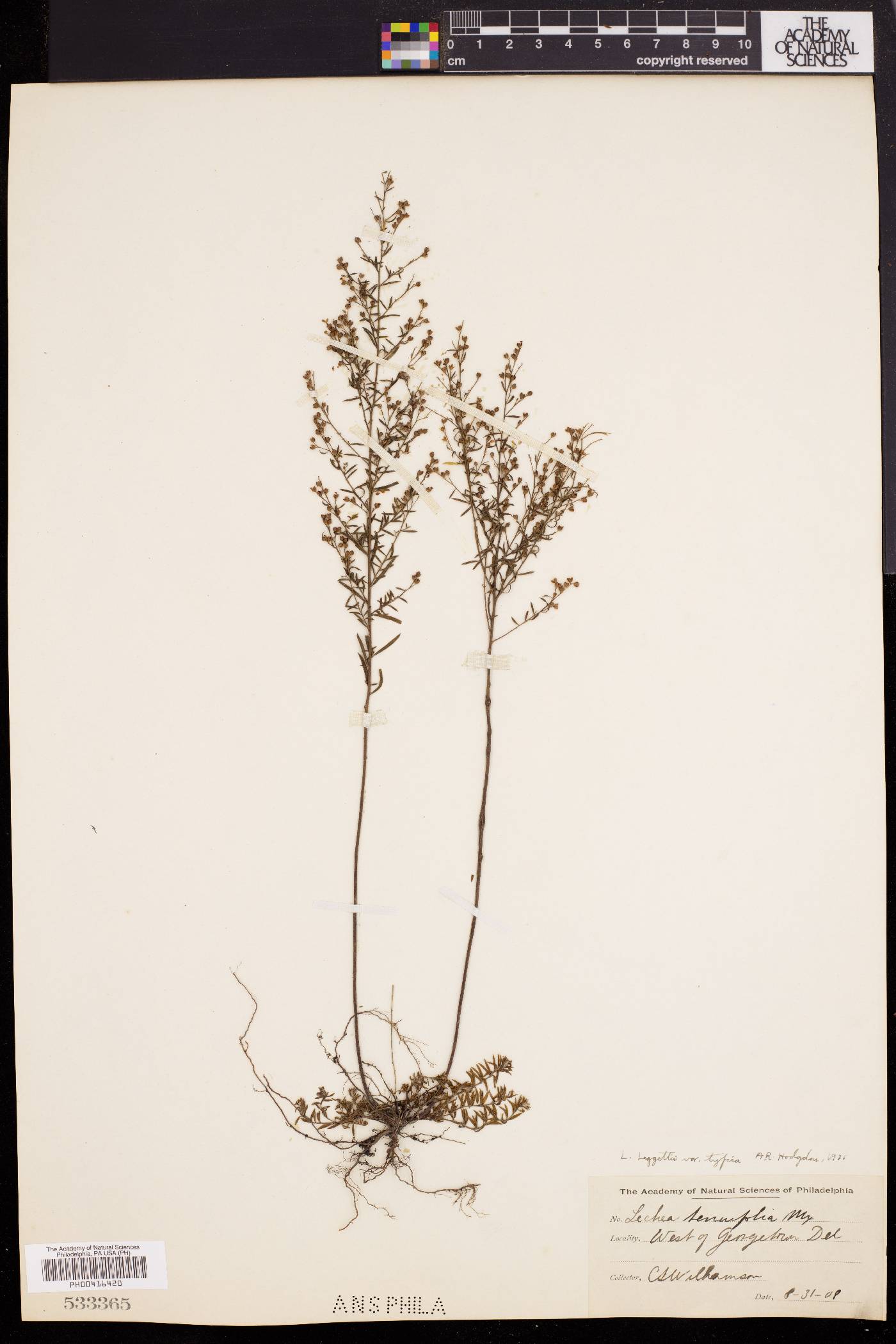 Lechea pulchella var. pulchella image