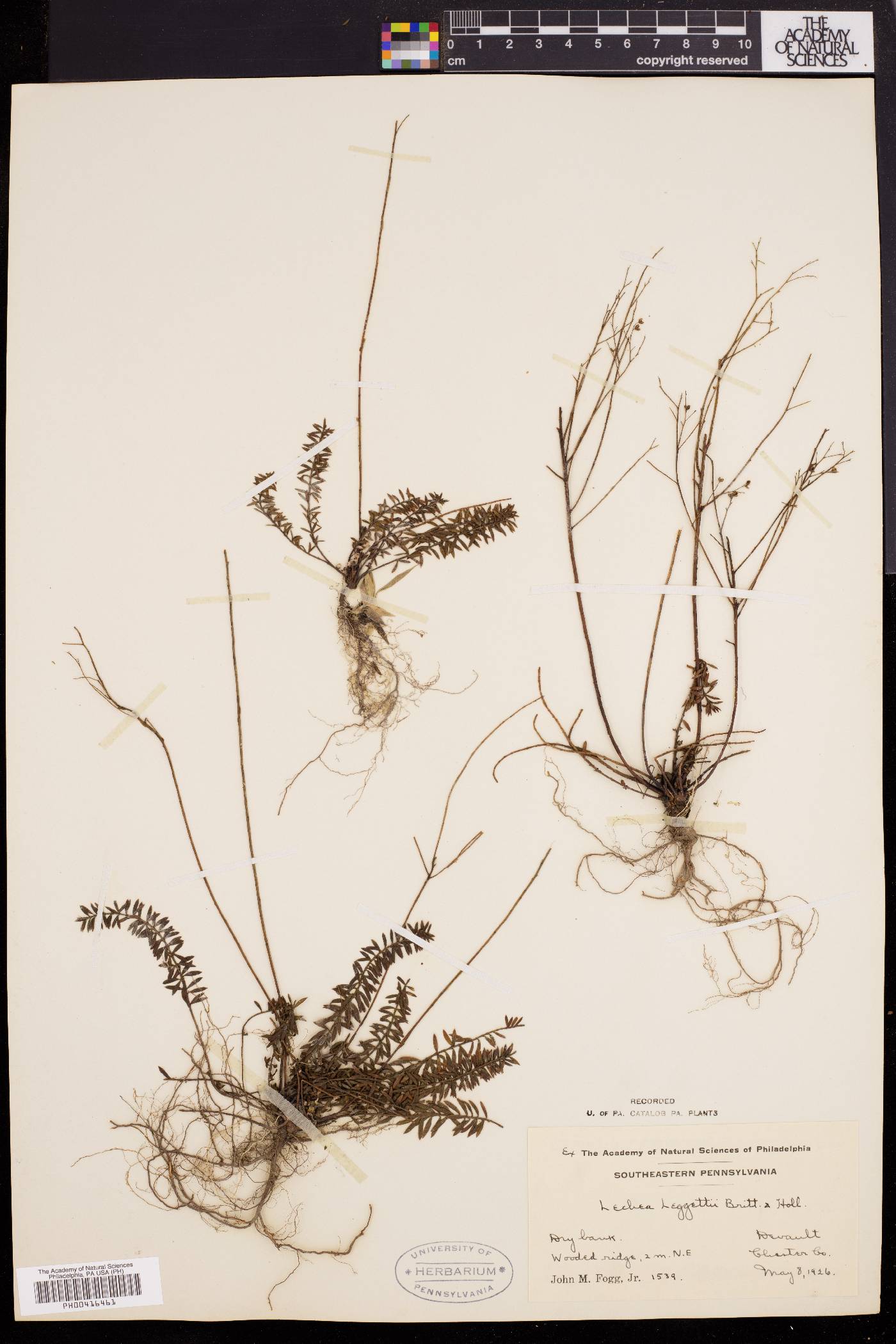 Lechea pulchella var. pulchella image