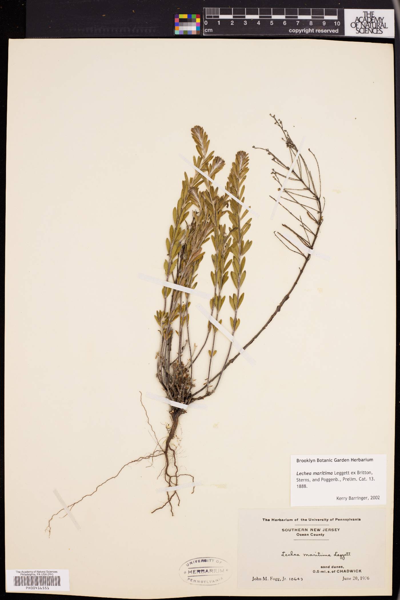 Lechea maritima image