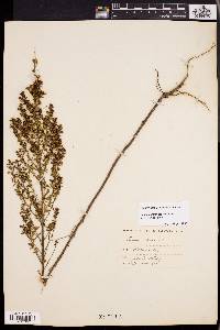 Lechea mucronata image