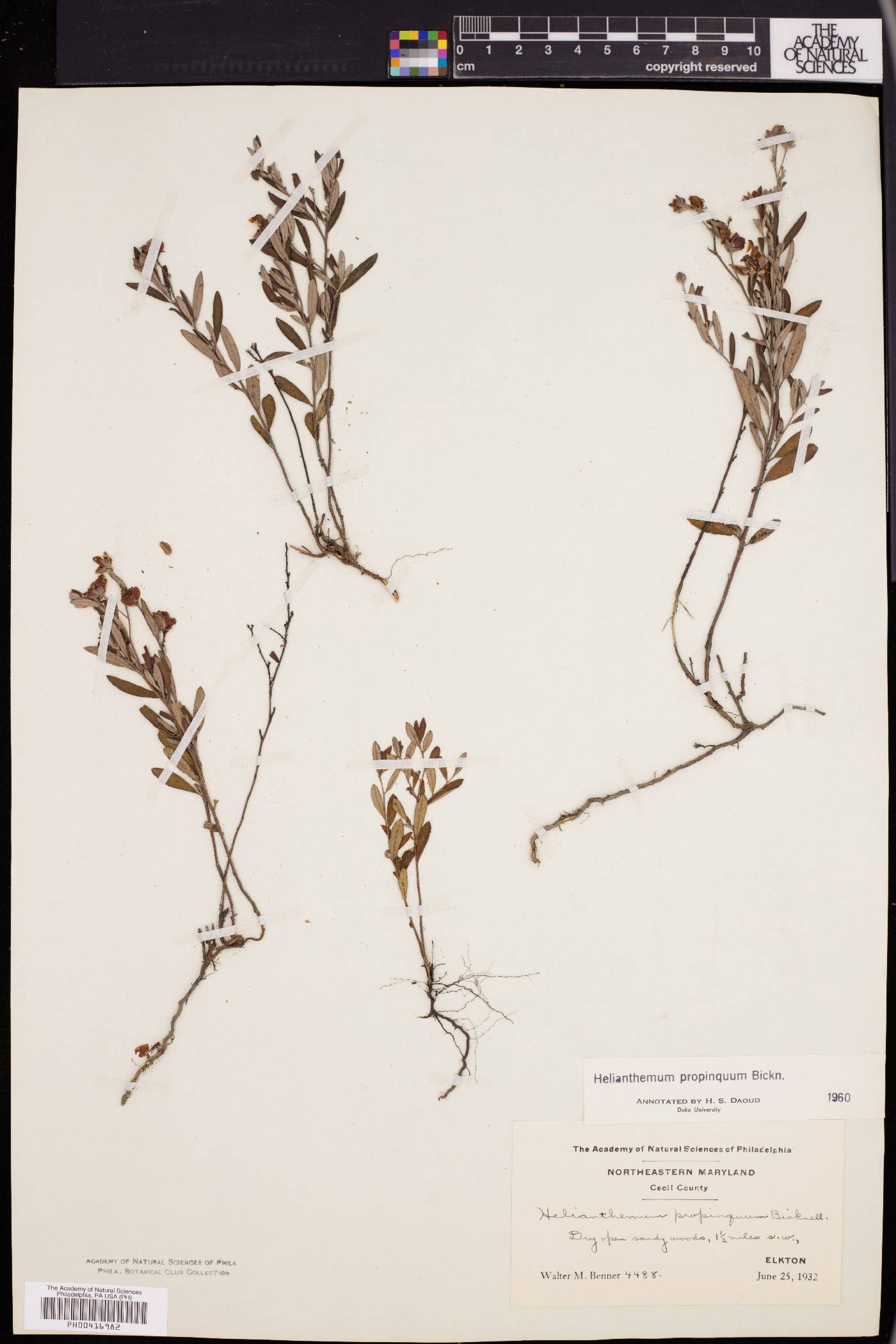 Helianthemum propinquum image