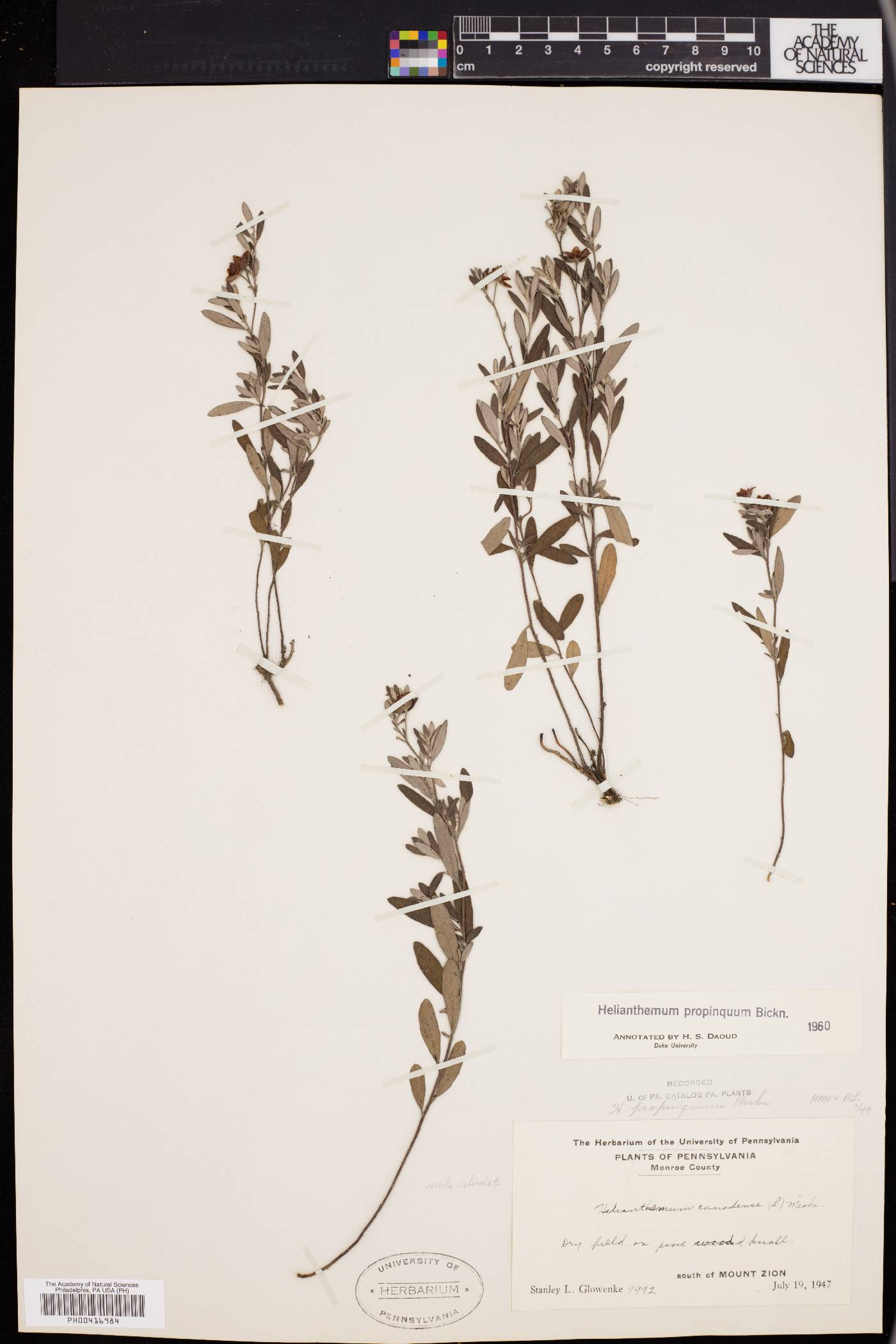 Helianthemum propinquum image