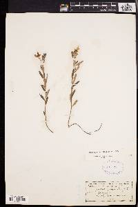 Helianthemum propinquum image