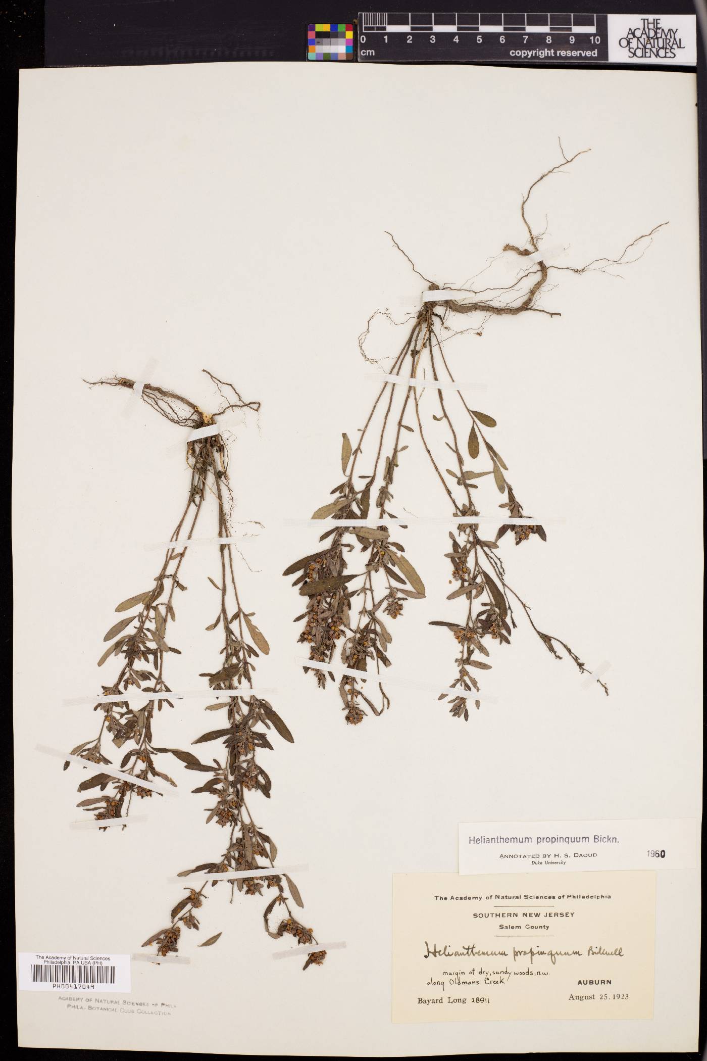 Helianthemum propinquum image