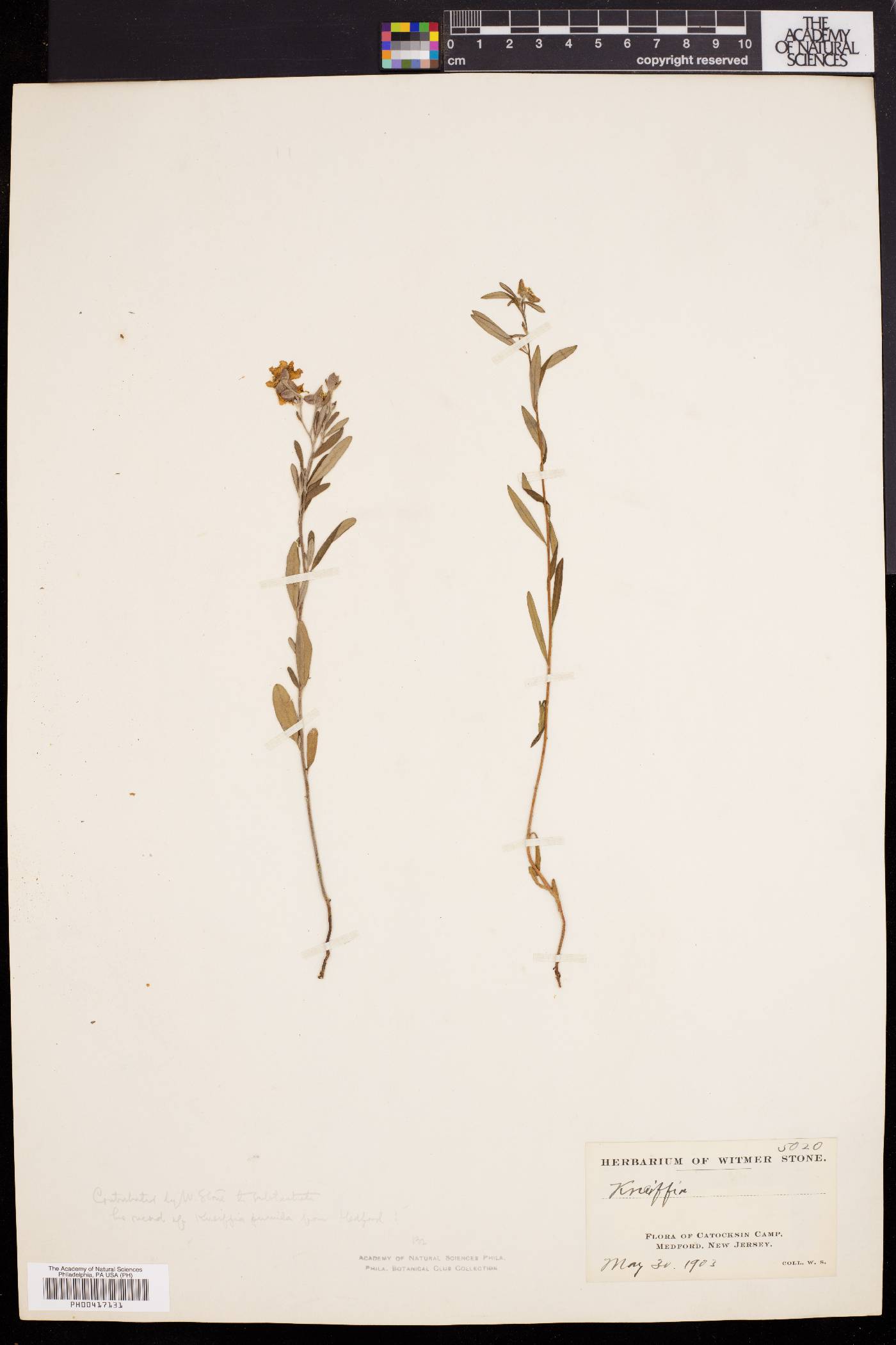 Helianthemum propinquum image