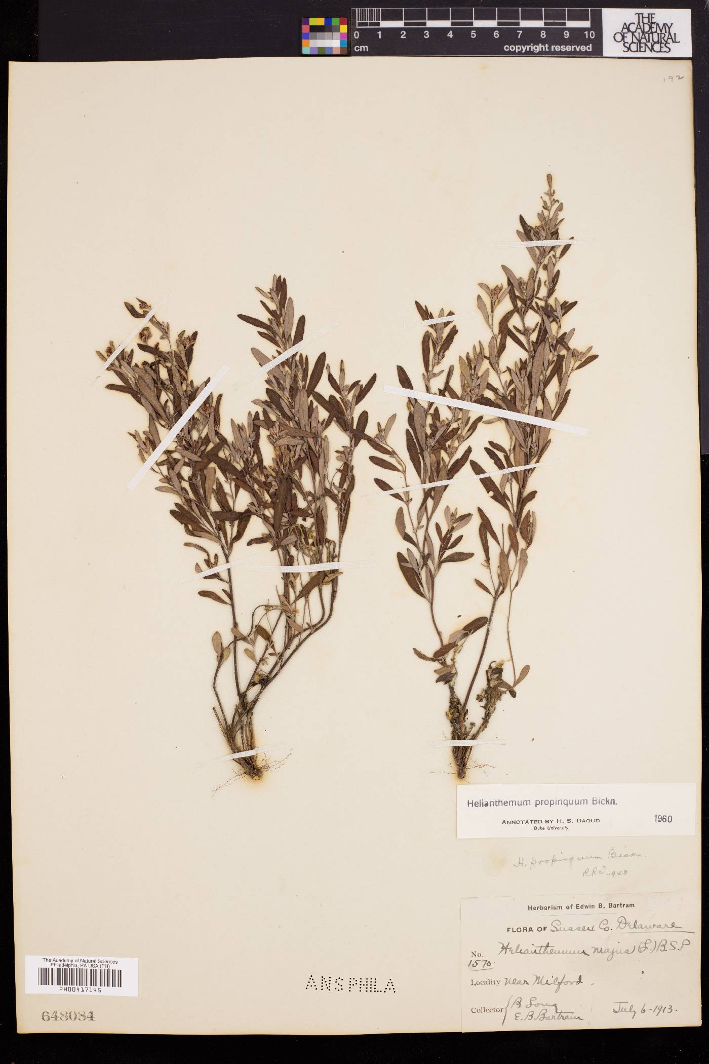 Helianthemum propinquum image