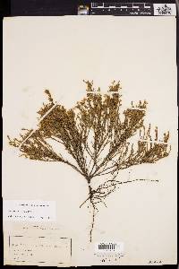 Hudsonia ericoides image