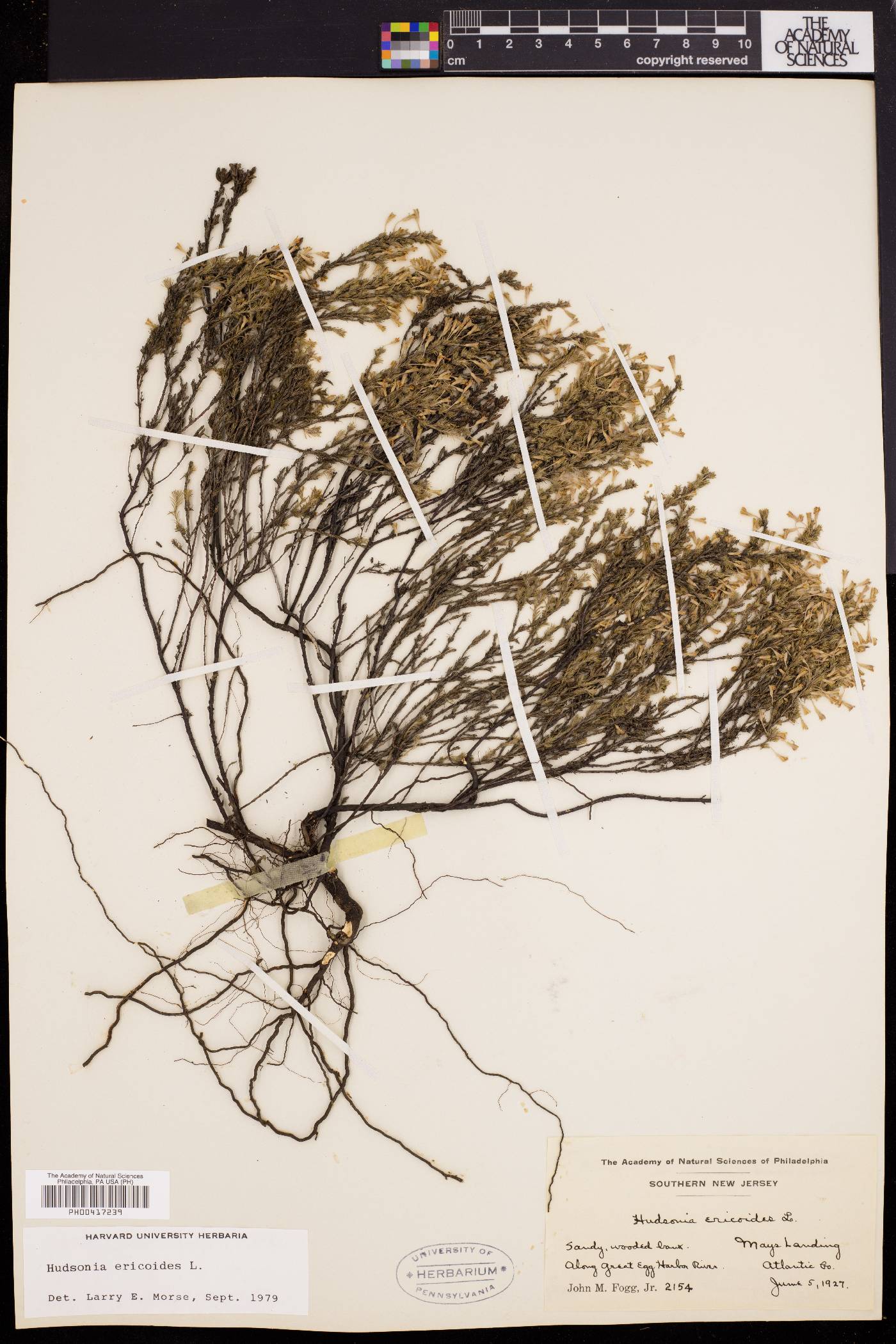 Hudsonia ericoides image