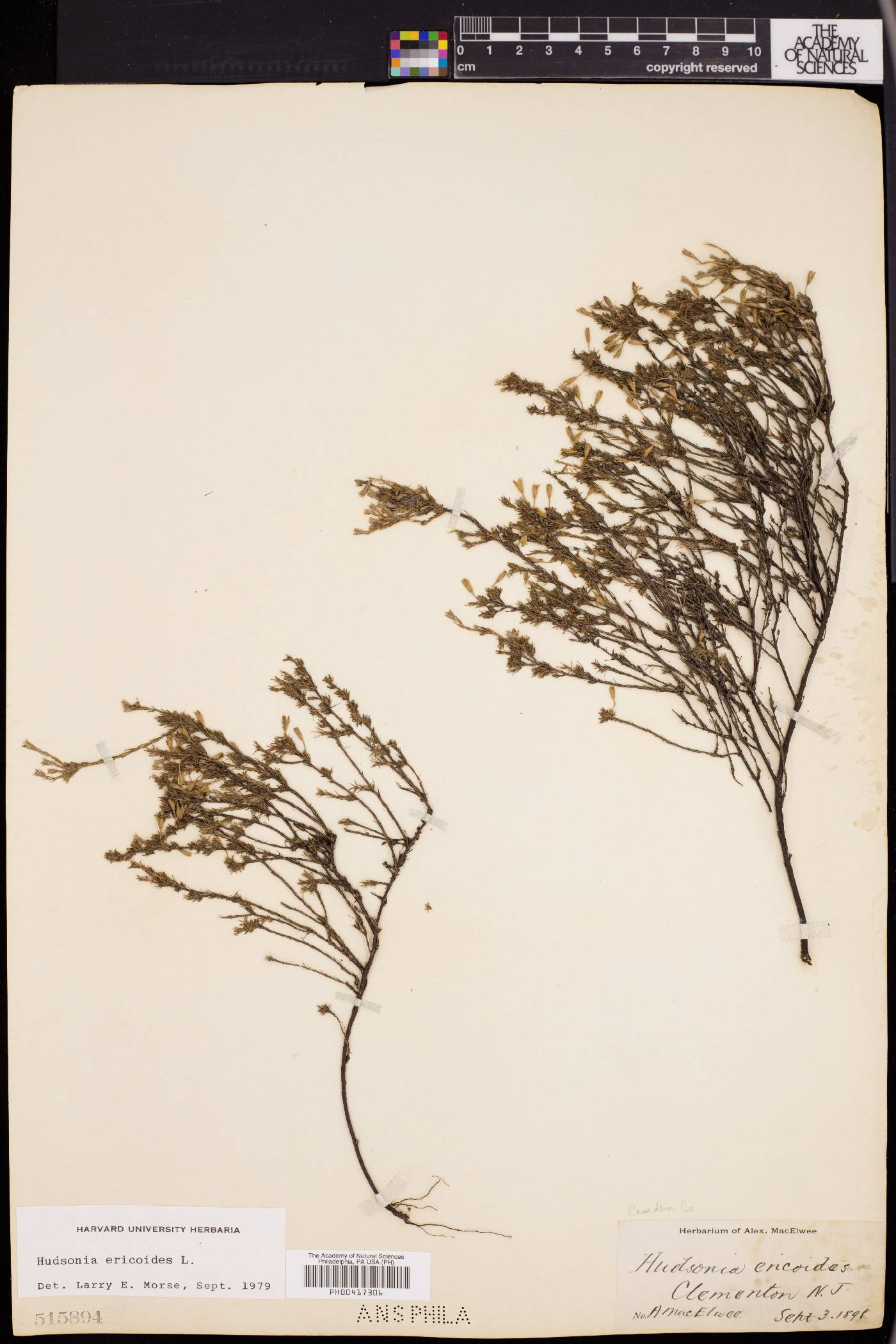 Hudsonia ericoides image