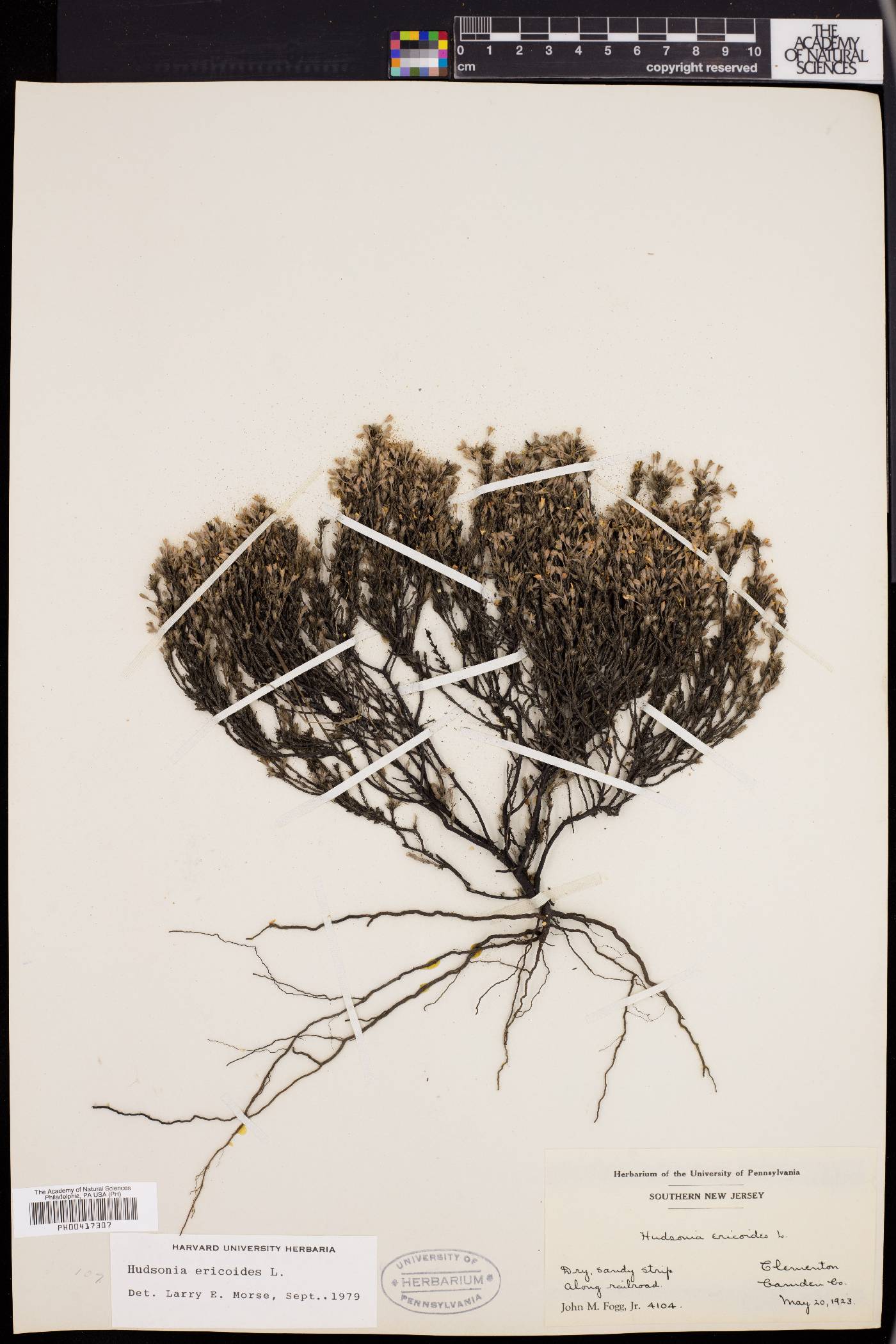 Hudsonia ericoides image