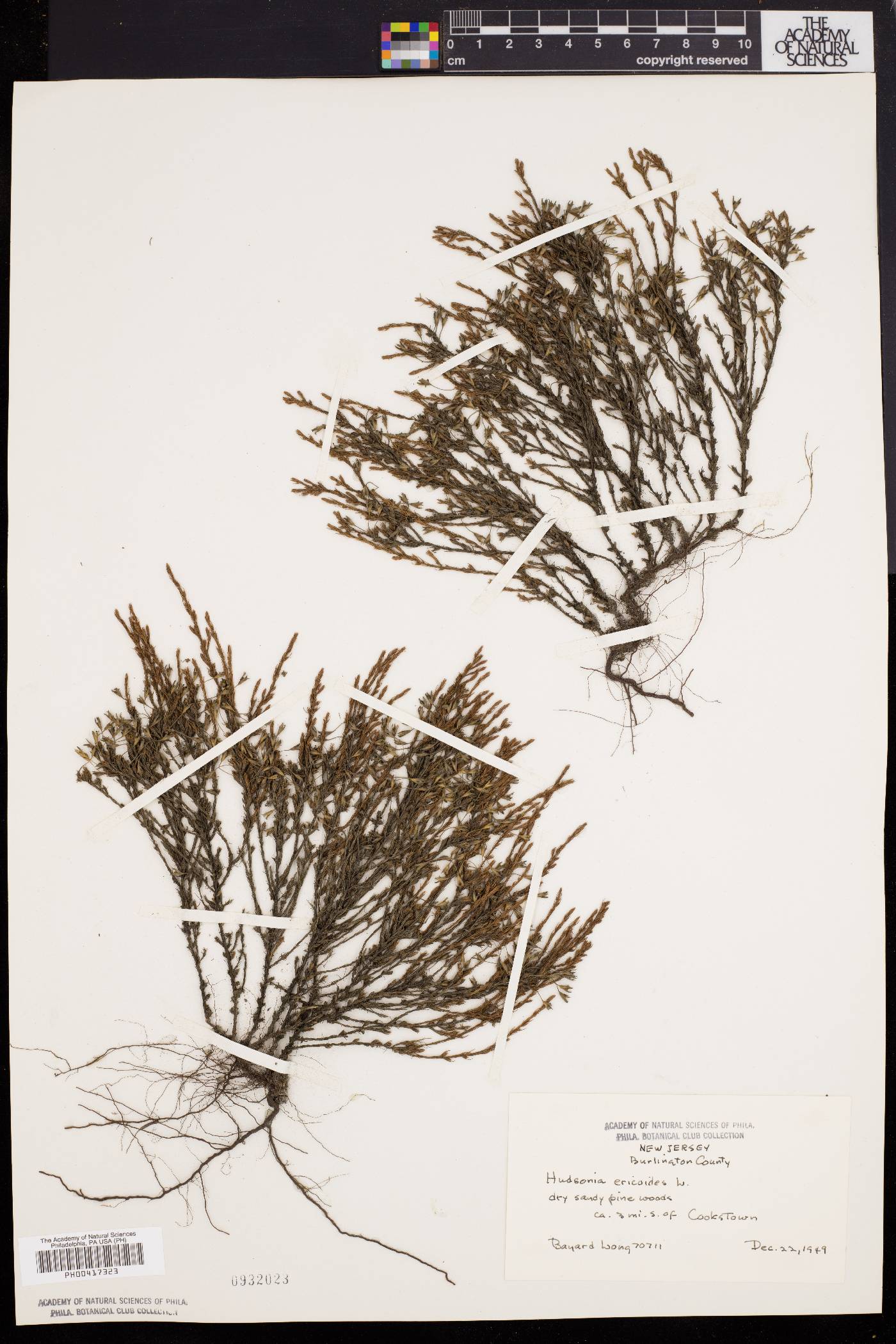 Hudsonia ericoides image