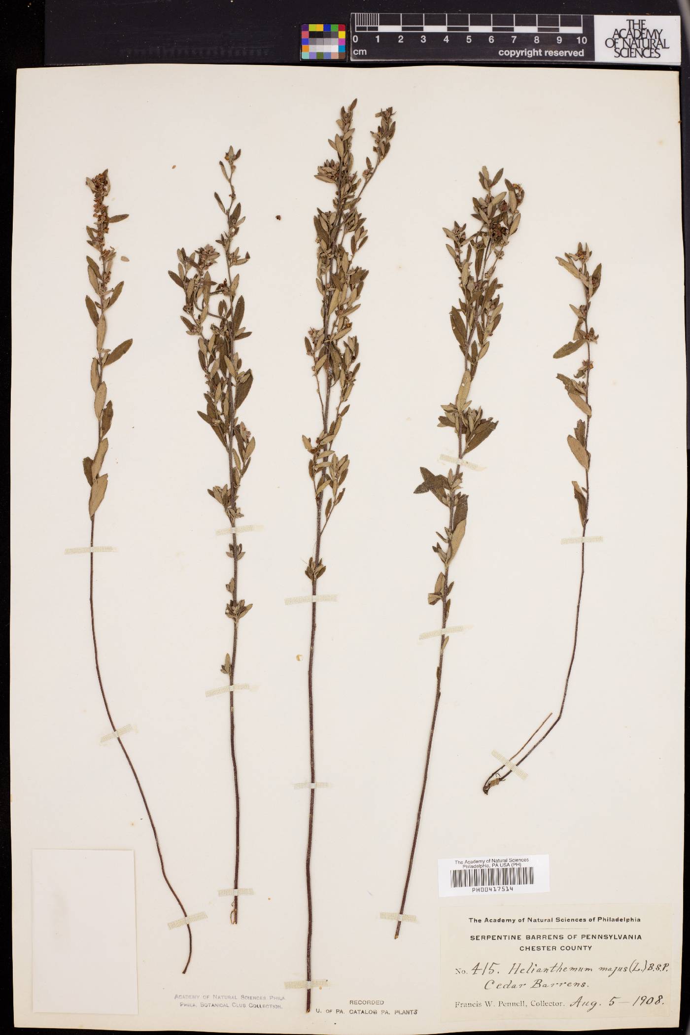 Helianthemum bicknellii image