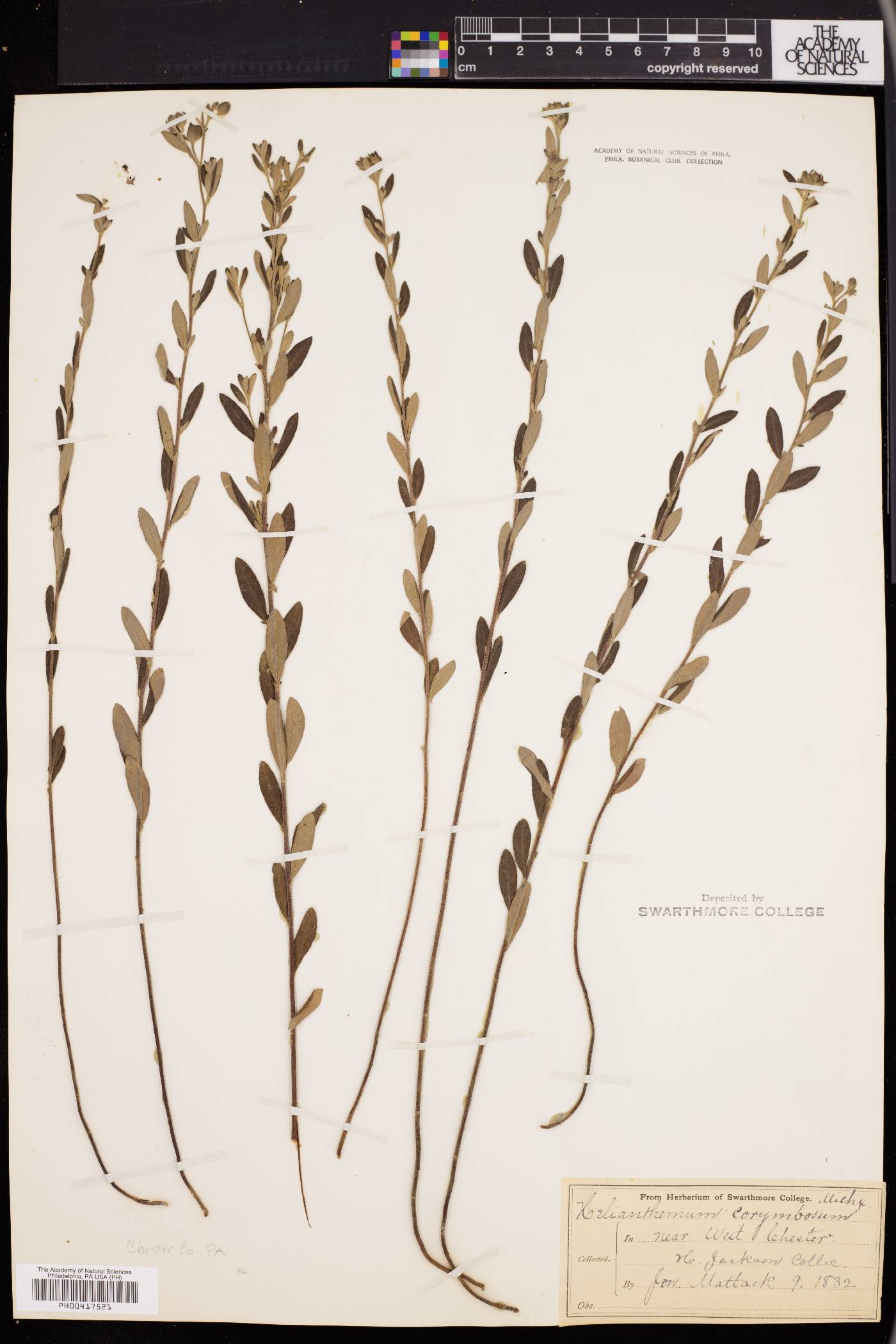Helianthemum bicknellii image