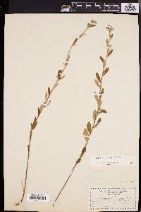 Helianthemum bicknellii image